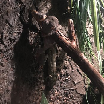 Prospect Park Zoo - Leaf Tail Gecko - Zoos Near Me - Brooklyn, New York Prospect Park Zoo - Leaf Tail Gecko - Zoos Near Me - Brooklyn, New York