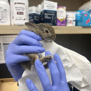 Veterinary Emergency Group - Emergency Pet Hospital Near Me - Anaheim, California Veterinary Emergency Group - Emergency Pet Hospital Near Me - Anaheim, California