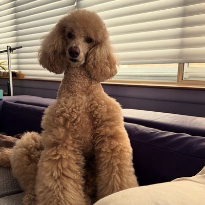 Biscuits & Bath - Murray Hill