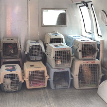 Vanderburgh Humane Society - Cats being loaded into carriers before a rescue transport to shelters in Chicago, in March of 2015! - Animal Shelters Near Me - Evansville, Indiana Vanderburgh Humane Society - Cats being loaded into carriers before a rescue transport to shelters in Chicago, in March of 2015! - Animal Shelters Near Me - Evansville, Indiana