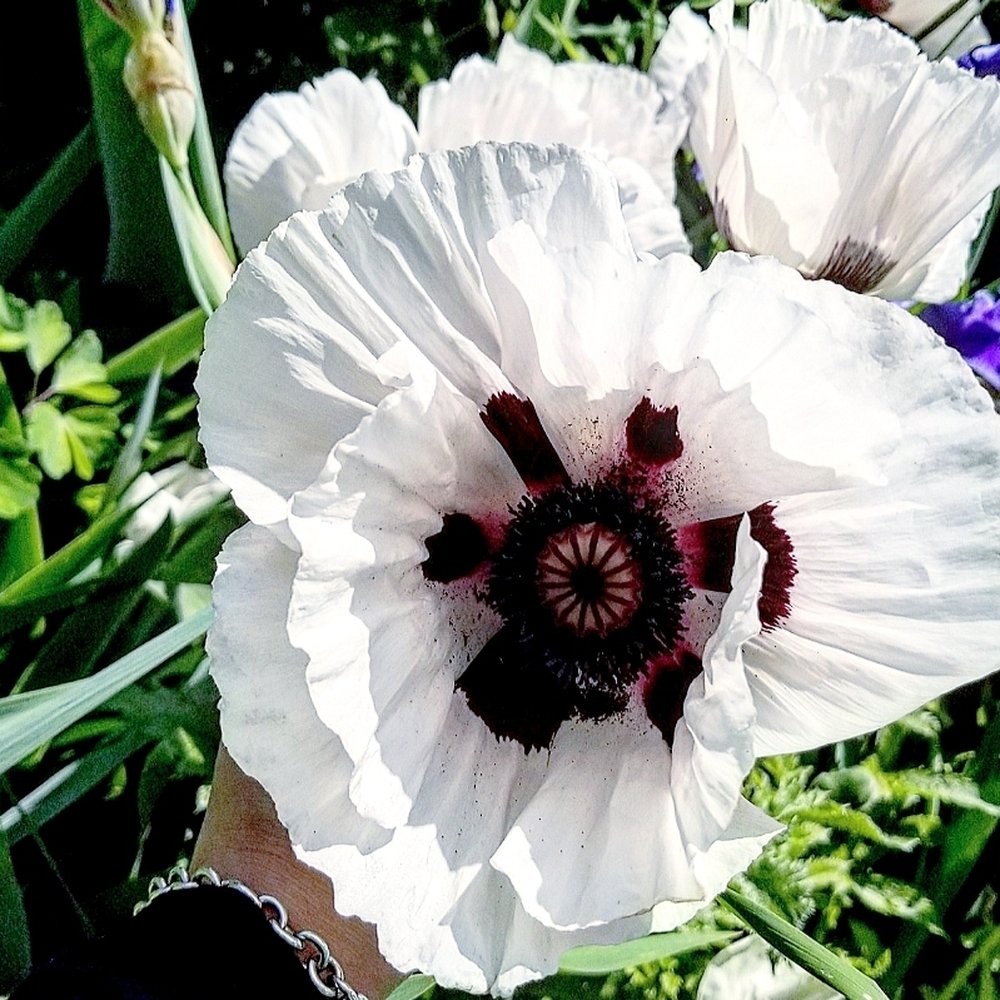 Rosetta McClain Gardens - Parks Near Me - Toronto, Ontario