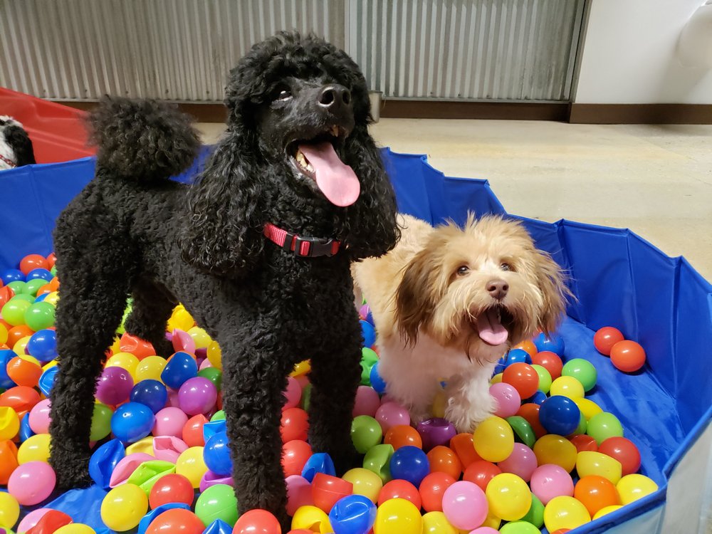 CAMP BOW WOW Updated October 2024 43 Photos 850 N Dixie Hwy, Boca