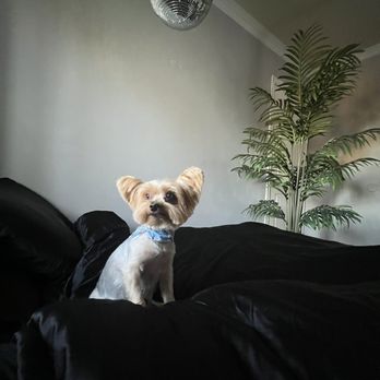 Isela's Pet Grooming - Pet Groomers Near Me - Whittier, California Isela's Pet Grooming - Pet Groomers Near Me - Whittier, California