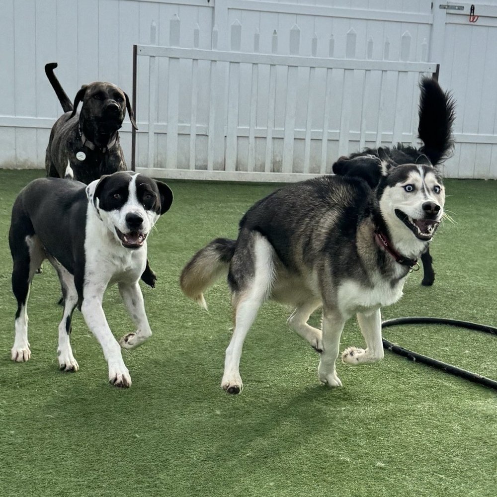 Bark City - Pet Boarding Near Me - Huntington Beach, California