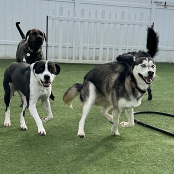 Bark City - Pet Boarding Near Me - Huntington Beach, California Bark City - Pet Boarding Near Me - Huntington Beach, California