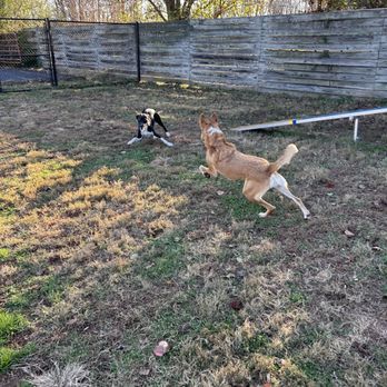 Alpha Pet Resort - Play area - Pet Sitting Near Me - Culpeper, Virginia Alpha Pet Resort - Play area - Pet Sitting Near Me - Culpeper, Virginia