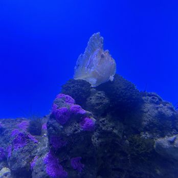 Seattle Aquarium - Aquariums Near Me - Seattle, Washington