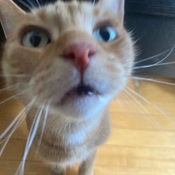 Off Leash MKE - Pet Sitting Near Me