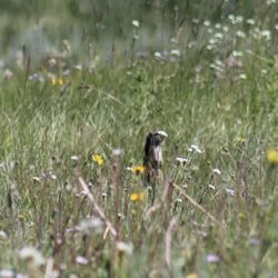 Henry's Lake State Park - Wyoming ground squirrel