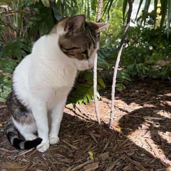 Ernest Hemingway Home  - Museums Near Me - Key West, Florida