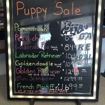 Puppies Galore & More - Pet Stores Near Me - Jacksonville, Florida Puppies Galore & More - Pet Stores Near Me - Jacksonville, Florida