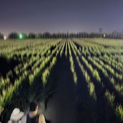 Dell'Osso Family Farm