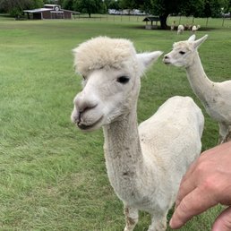 Alpaca Alpaca