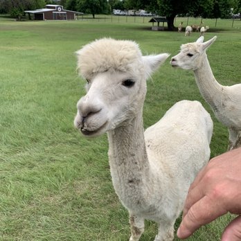 Wagon Master Rv Park - Alpaca - Campgrounds Near Me - Sanger, Texas Wagon Master Rv Park - Alpaca - Campgrounds Near Me - Sanger, Texas