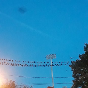 Town of Hempstead - Blackbirds, doing what they do best in fall, heading South. So beautiful. Uniondale, Town of Hempstead (2018) - Parks Near Me - North Baldwin, New York Town of Hempstead - Blackbirds, doing what they do best in fall, heading South. So beautiful. Uniondale, Town of Hempstead (2018) - Parks Near Me - North Baldwin, New York