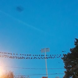 Town of Hempstead - Blackbirds, doing what they do best in fall, heading South. So beautiful. Uniondale, Town of Hempstead (2018)