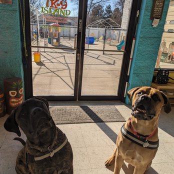 K9 Island - Bojoe and Lui love coming to the Island! - Pet Boarding Near Me - Loveland, Colorado K9 Island - Bojoe and Lui love coming to the Island! - Pet Boarding Near Me - Loveland, Colorado