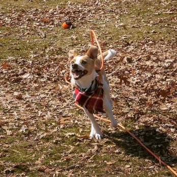 Pawsitively Waggin' Academy - Pet Training Near Me Pawsitively Waggin' Academy - Pet Training Near Me
