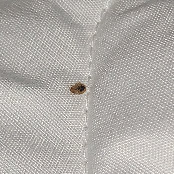 Gold Key Inn - Bed bug - Hotels Near Me - Brady, Texas Gold Key Inn - Bed bug - Hotels Near Me - Brady, Texas