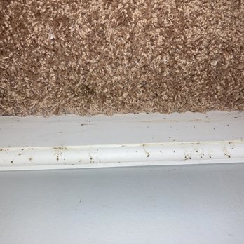 Beebe’s Pest & Termite Control - Bedbug feces on baseboards after their cleaning - Pest Control Near Me - Foley, Alabama Beebe’s Pest & Termite Control - Bedbug feces on baseboards after their cleaning - Pest Control Near Me - Foley, Alabama