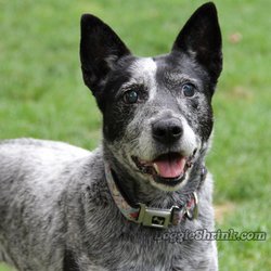 Doggie Shrink - Doggie Shrink K9 Counselor Money
