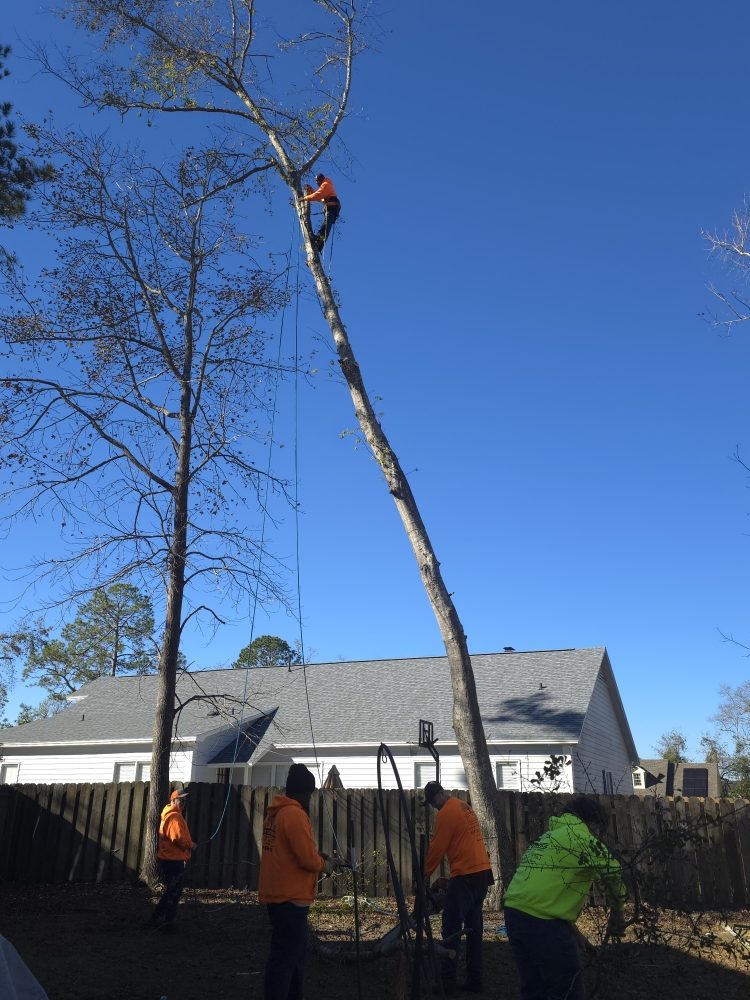 Slide of Pro Service Tree Service