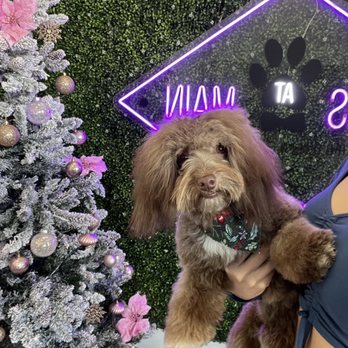 Paws At Main - Pet Groomers Near Me - Corona, California Paws At Main - Pet Groomers Near Me - Corona, California