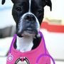 Photo of Sally Said So Professional Dog Training