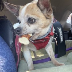 Pine Cove Market - Autumn and her surprise treat.
