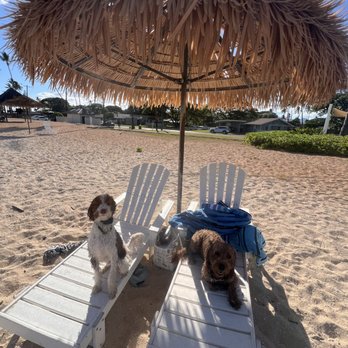 Island Dog Obedience - LEVI and LEO - Pet Training Near Me - Honolulu, Hawaii Island Dog Obedience - LEVI and LEO - Pet Training Near Me - Honolulu, Hawaii