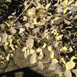 Peak Roof Management - Our grapefruit tree after the roofers pushed debris off the roof and onto it.