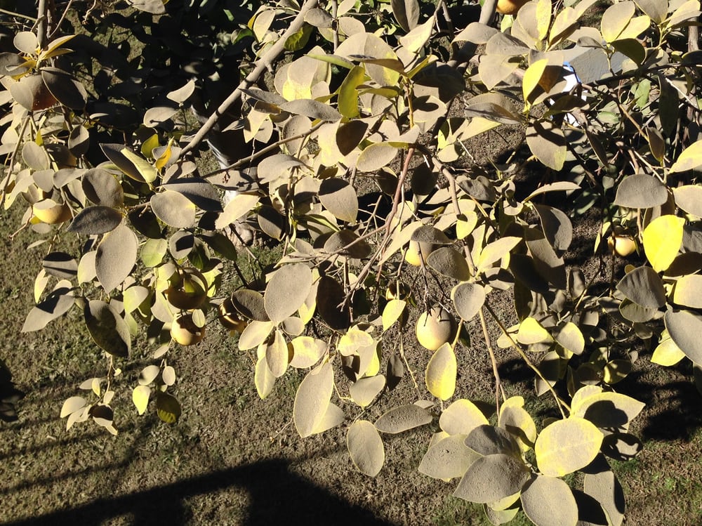 Slide of Peak Roof Management