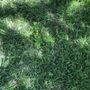 Photo of Lawn Tech