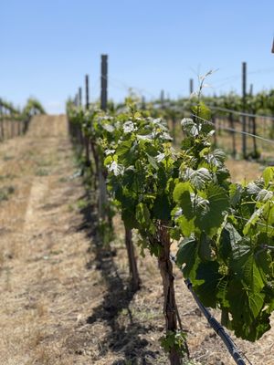 Wilson Creek Winery by null