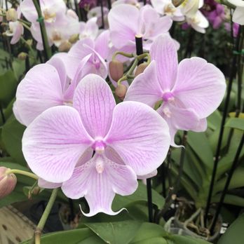 Orchids In Bloom - Nurseries & Gardening Near Me - Apopka, Florida Orchids In Bloom - Nurseries & Gardening Near Me - Apopka, Florida