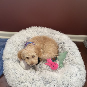 Cooper's Cutz - My cutie after her first time at the groomer! - Pet Groomers Near Me - Pittsburgh, Pennsylvania