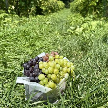 Larriland Farm - Fruits & Veggies Near Me - Woodbine, Maryland Larriland Farm - Fruits & Veggies Near Me - Woodbine, Maryland