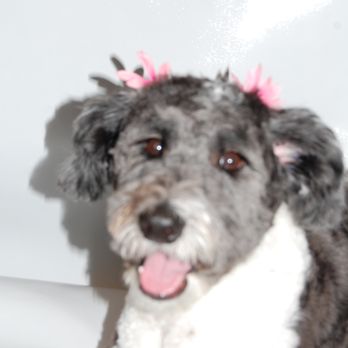 Hound Therapy - Pet Groomers Near Me - Plano, Texas Hound Therapy - Pet Groomers Near Me - Plano, Texas