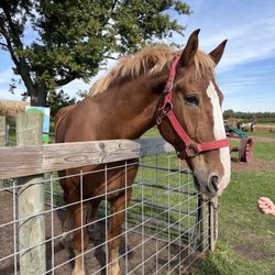 Honey Hill Orchard - friendly horse