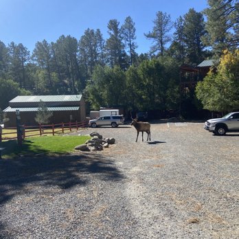 Ruidoso River Resort - This guy was fascinating. - Resorts Near Me - Ruidoso, New Mexico Ruidoso River Resort - This guy was fascinating. - Resorts Near Me - Ruidoso, New Mexico