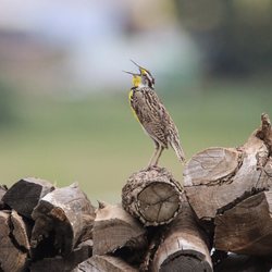 River View RV Park - A meadowlark sings for me from the edge of the campground.