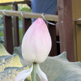 Lotus Pond - Public Markets Near Me - Sanger, California