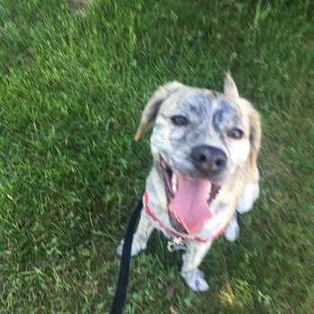 Happy Valley Park - Dog Parks Near Me - Happy Valley, Oregon Happy Valley Park - Dog Parks Near Me - Happy Valley, Oregon