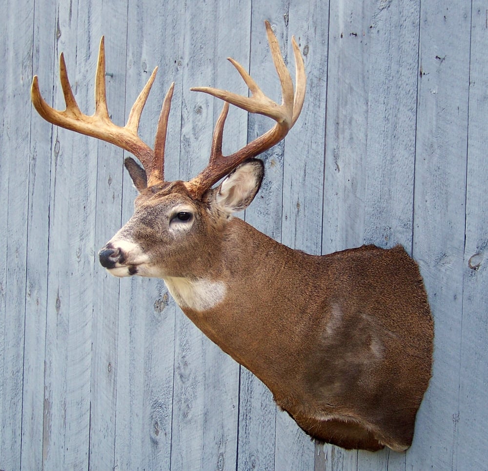 Joe's Taxidermy - taxidermy in Weathersfield, VT