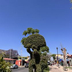 Árbol del Tule
