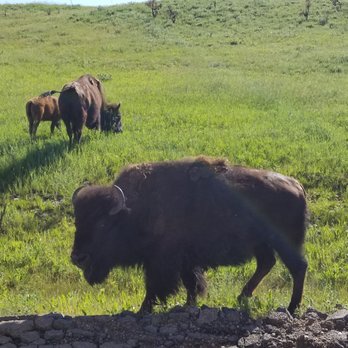 Black Hills National Forest - Stunning!!! Need I say more? - Parks Near Me - Custer, South Dakota Black Hills National Forest - Stunning!!! Need I say more? - Parks Near Me - Custer, South Dakota