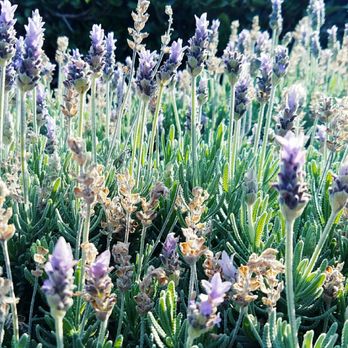 Mudbrick Vineyard and Restaurant - Wineries Near Me - Auckland, AUK Mudbrick Vineyard and Restaurant - Wineries Near Me - Auckland, AUK