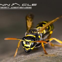 Pinnacle Pest Defense
