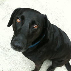 hometown pet care center