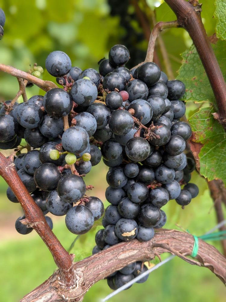 Linville Falls Winery Logo